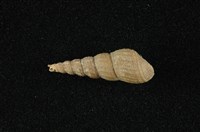 藏品(網蜷 )的圖片